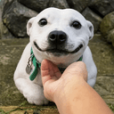 WOOFDENG