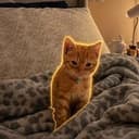 Simba