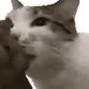 bitecat