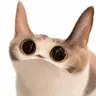 Meep
