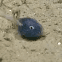 smol