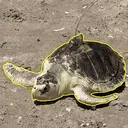 Pancake
