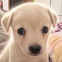 WILLY
