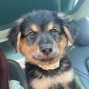 ARLO