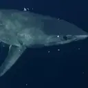 Sharkzilla