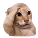 baldcat