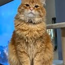 OrangeCat