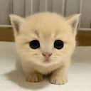 Mimi