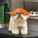 CROG