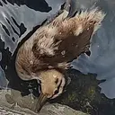 DUCKY