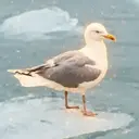 SS