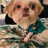 GIZMO