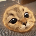 peepcat