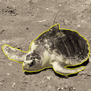 PANCAKE
