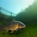 Carp