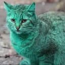 GreenCat