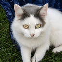 CATO
