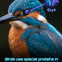 CRY4