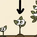 seed