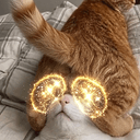 T Cat