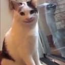 猫币