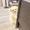 ぽてと