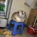 GULBZO