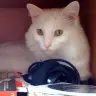xcat