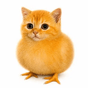 Cuck