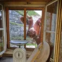 Cow