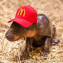 Haggis