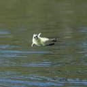 Leap