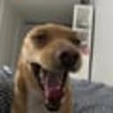 Laeula
