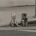 trenchcats