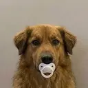 PACIFIER