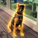 FLASH
