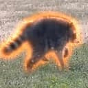 RACOIN