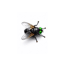 Fly