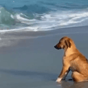 PHILODOG
