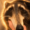 No00000odle