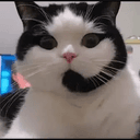 CallCat