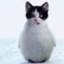 meowguin