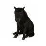 DarkHorse