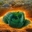 Cabbage