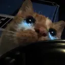 SOB
