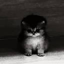 polycat