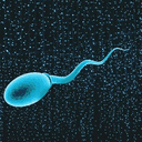 quantcum