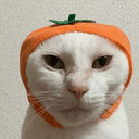 tomatocat