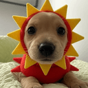 sunny