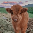 chuck